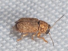 Pachybrachis diversus