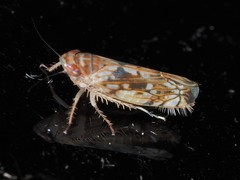 Scaphoideus