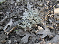 Ramalina dilacerata