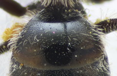 Lasioglossum ibericum