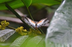 Cymothoe beckeri beckeri