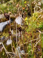 Juncus triglumis