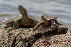 Graptemys ouachitensis