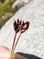 Juncus triglumis