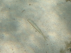 Mullus barbatus ponticus
