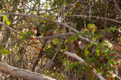 Riccordia swainsonii