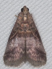 Acrobasis stigmella