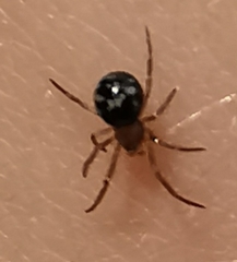 Theridiidae