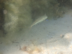 Mullus barbatus ponticus
