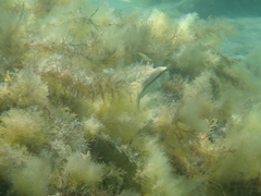Mullus barbatus ponticus