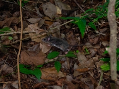 Peromyscus yucatanicus