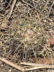 Coryphantha radians