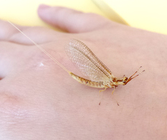 Ephemeroptera