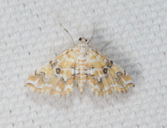 Elophila faulalis