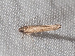 Ypsolopha unicipunctella