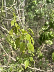 Serjania polyphylla