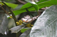 Cymothoe beckeri beckeri