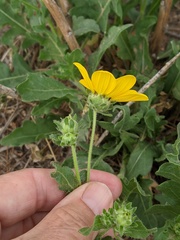 Engelmannia peristenia