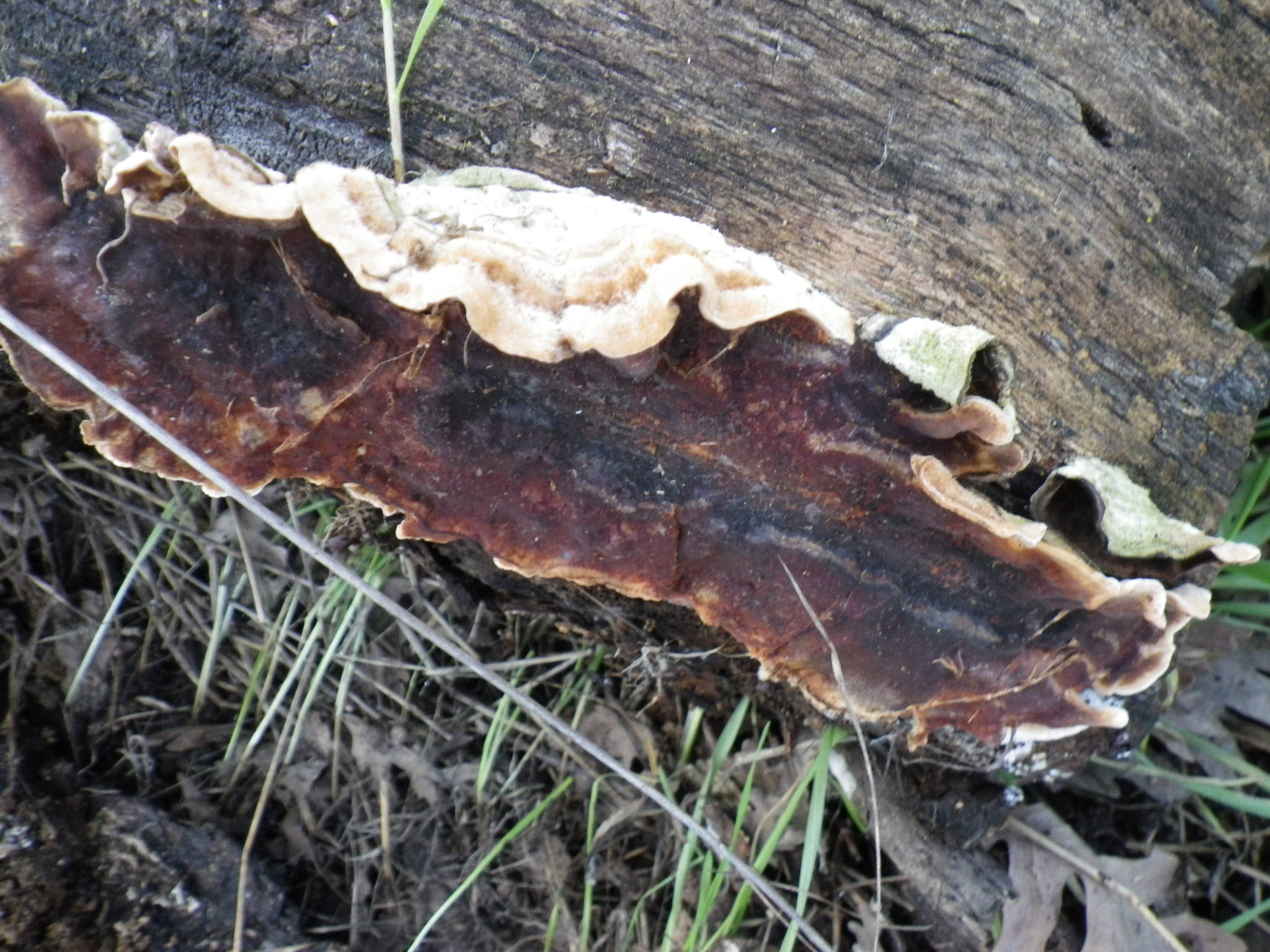 Stereum hirsutum image