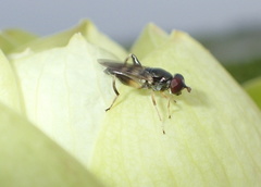Chalcosyrphus metallicus