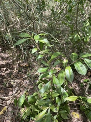 Crescentia linearifolia