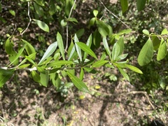 Crescentia linearifolia