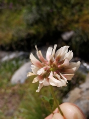 Trifolium pallescens