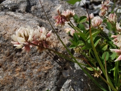 Trifolium pallescens