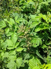 Urtica galeopsifolia