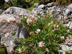Trifolium pallescens