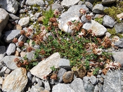 Trifolium pallescens