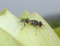 Chalcosyrphus metallicus