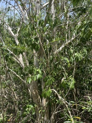 Crescentia linearifolia