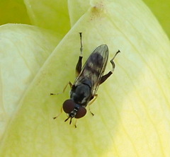 Chalcosyrphus metallicus