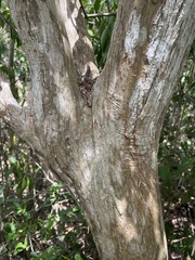 Crescentia linearifolia