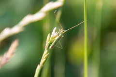 Megaloceroea recticornis