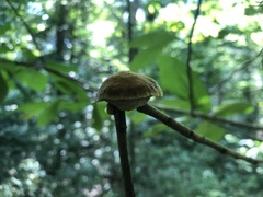 Phylloporia amplectens