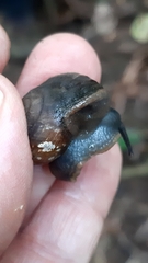 Rhysotina hepatizon