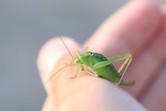 Poecilimon thoracicus