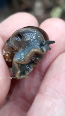 Rhysotina hepatizon