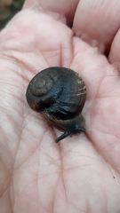 Rhysotina hepatizon