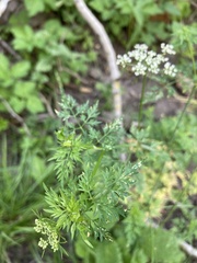 Aethusa