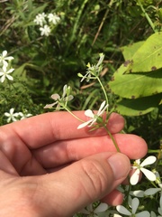 Sabatia difformis