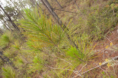 Pinus occidentalis