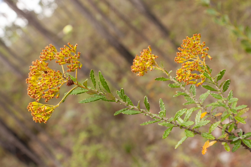 Elekmania barahonensis