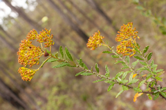 Elekmania barahonensis