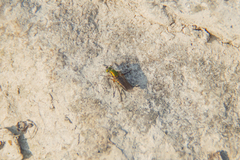 Poecilobothrus nobilitatus