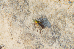 Poecilobothrus nobilitatus