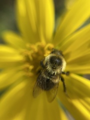 Bombus impatiens image