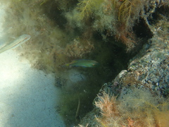 Symphodus ocellatus